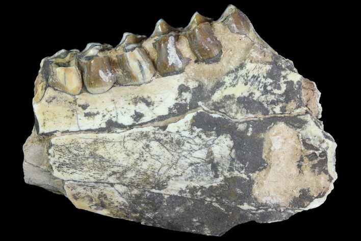 Oreodont Jaw Section With Teeth - South Dakota #81944